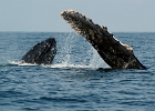 D8C 2886u  Puerto Vallarta 2014