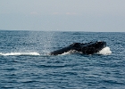 D8C 2889x  Puerto Vallarta 2014