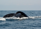 D8C 2897c  Puerto Vallarta 2014