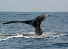 D8C 2905e  Puerto Vallarta 2014