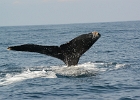 D8C 2906  Puerto Vallarta 2014