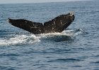 D8C 2907  Puerto Vallarta 2014
