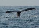 D8C 2913a  Puerto Vallarta 2014