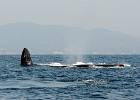 D8C 2979o  Puerto Vallarta 2014