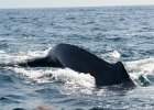 D8C 2996a  Puerto Vallarta 2014
