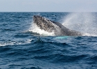 D8C 3006p  Puerto Vallarta 2014