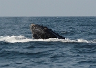 D8C 3012u  Puerto Vallarta 2014