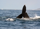 D8C 3300  Puerto Vallarta 2013