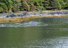 DSC 0683  Alaska 2012