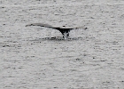 DSC 0741  Alaska 2012