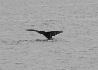 DSC 0742  Alaska 2012