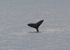 DSC 1095  Alaska 2012