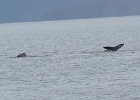 DSC 1104  Alaska 2012