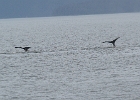DSC 1106  Alaska 2012
