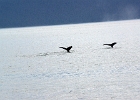 DSC 1127  Alaska 2012