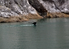 DSC 1225  Alaska 2012