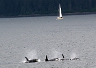 DSC 1395  Alaska 2012