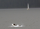 DSC 1400  Alaska 2012