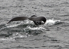 DSC 8552  Cape Cod 2011