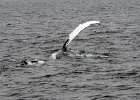 DSC 8603  Cape Cod 2011