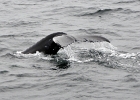 DSC 8677  Cape Cod 2011