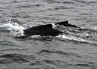 DSC 8685  Cape Cod 2011