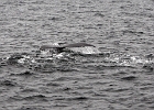 DSC 8695  Cape Cod 2011