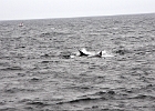 DSC 8733  Cape Cod 2011