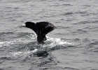 DSC 8760  Cape Cod 2011