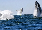 Five whales!