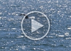 Fluke