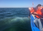 Lou petting whale - Baja