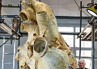LouandHeart  Blue whale heart