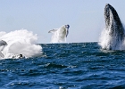 Multiwhales