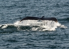 Whales (135)  Cape Cod 2013