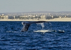 NZ90172ba