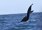 NZ90213