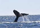 NZ90239bb