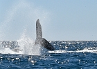 NZ90252a