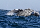 NZ90301bg