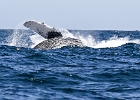 NZ90302bh