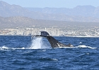 NZ90350