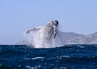 NZ90367bg