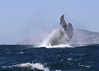 NZ90370