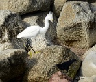 Egret and raven