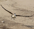 Pelican in flight