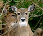 D8C 3672ii  Backyard deer