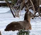 D8C 3735c  Deer
