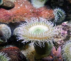 Anemone