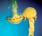 Jellyfish - LB aquarium